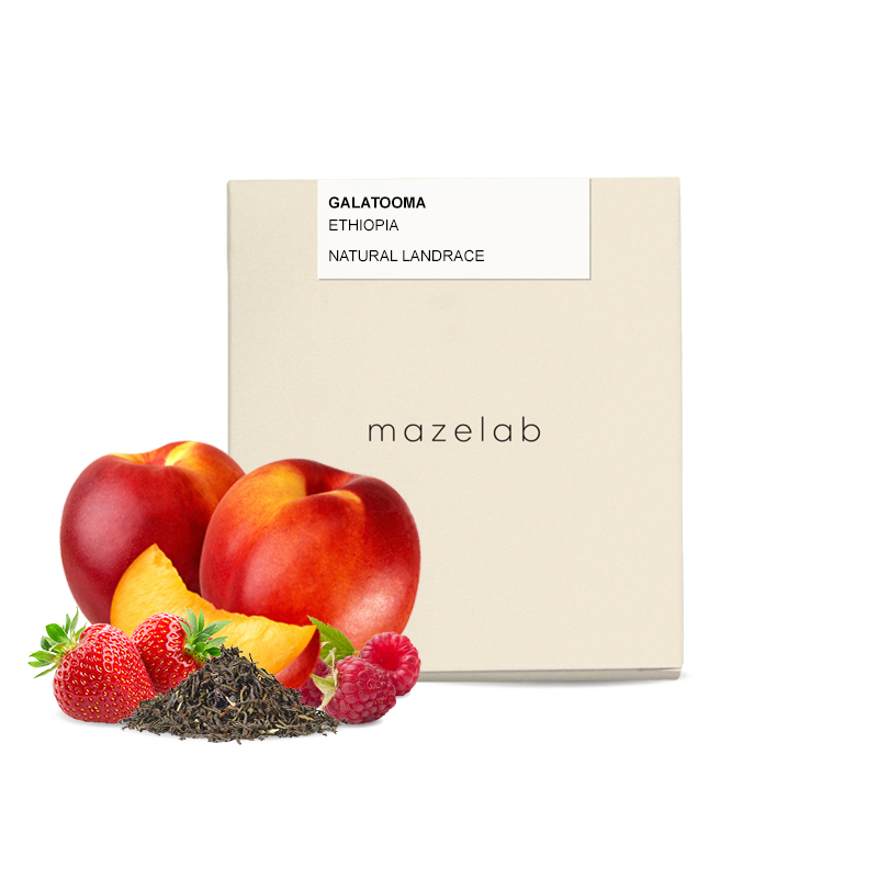 Specialty coffee Mazelab Ethiopia GALATOOMA