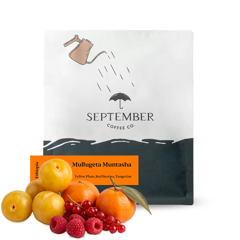 Specialty coffee September Coffee Ethiopia MULLUGETA MUNTASHA