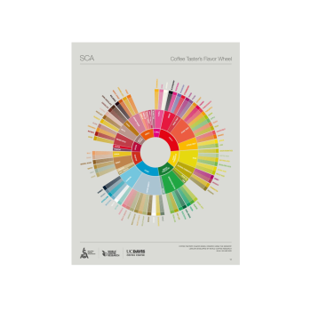 SCA The Coffee Taster's Flavor Wheel- poster 460 × 610 mm - ENG