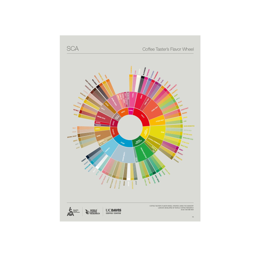 SCA The Coffee Taster's Flavor Wheel- poster 460 × 610 mm - ENG