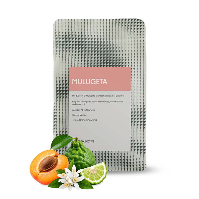 Specialty coffee Coffee Collective Ethiopia MULUGETA